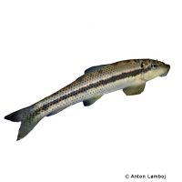 Chinese Algae Eater (Gyrinocheilus aymonieri)