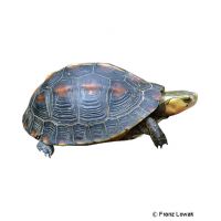 Chinese Box Turtle (Cuora flavomarginata evelynae)