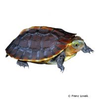 Chinese Box Turtle (Cuora flavomarginata)
