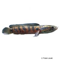 Chinese Snakehead (Channa asiatica)
