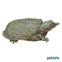 Chinese Soft-shelled Turtle (Pelodiscus sinensis)