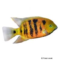 Chisel-tooth Cichlid (Cincelichthys bocourti)