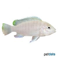 Chizumulu Labidochromis (Labidochromis chisumulae)