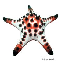 Chocolate Chip Sea Star (Protoreaster nodosus)