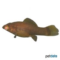 Chocolate Sailfin Molly (Poecilia latipinna var.)