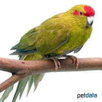 Cinnamon Red-fronted Parakeet (Cyanoramphus novaezelandiae 'Cinnamon')