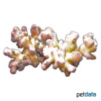 Clubbed Finger Coral (SPS) (Porites porites)