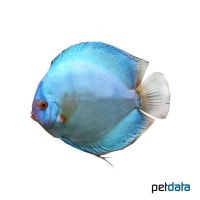 Cobalt Blue Discus (Symphysodon aequifasciatus var.)