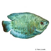 Cobalt Dwarf Gourami (Trichogaster lalius 'Cobalt')