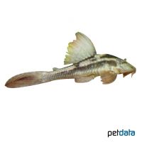 Cochliodon Pleco (Hypostomus cochliodon)