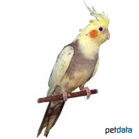 Cockatiel Cinnamon Spotted (Nymphicus hollandicus)