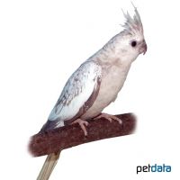 Cockatiel Pearl-Whitehead (Nymphicus hollandicus)