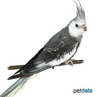 Cockatiel Whitehead (Nymphicus hollandicus)