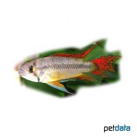Cockatoo Cichlid (Apistogramma cacatuoides 'Double Red')