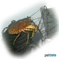 Cockroach Crayfish (Aegla platensis)