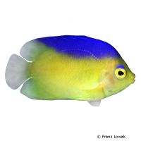 Cocos-Keeling Angelfish (Centropyge colini)