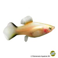 Coffee Platy (Xiphophorus maculatus var.)