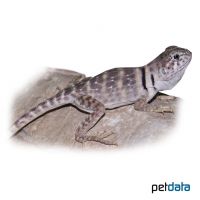 Collared Lizard ♀ (Crotaphytus collaris)