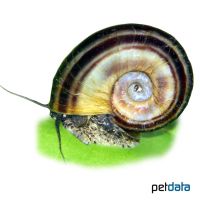 Colombian Ramshorn Snail (Marisa cornuarietis)