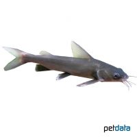 Colombian Shark Catfish (Ariopsis seemanni)