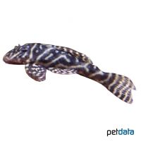 Colombian Zebra Pleco (Hypancistrus debilittera)