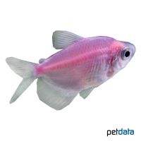 Colored Black Skirt Tetra (Gymnocorymbus ternetzi 'Color')