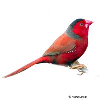 Common Crimson Finch (Neochmia phaeton)