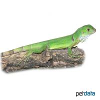Common Green Iguana (Iguana iguana)