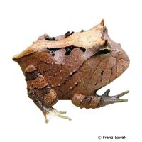 Common Horned Frog (Ceratophrys aurita)