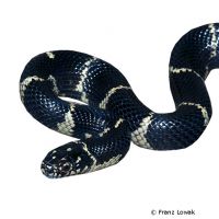 Common Kingsnake (Lampropeltis getula)