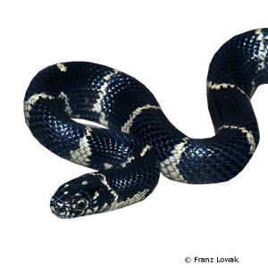 Common Kingsnake (Lampropeltis Getula) - Pet Wiki