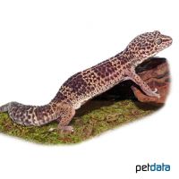 Common Leopard Gecko (Eublepharis macularius)