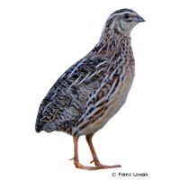 Common Quail (Coturnix coturnix)