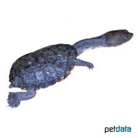Common Snake-necked Turtle (Chelodina longicollis)