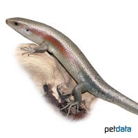 Common Sun Skink (Eutropis multifasciata)