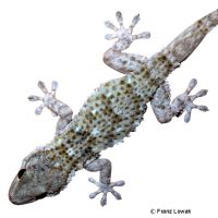 Common Wall Gecko (Tarentola mauritanica)