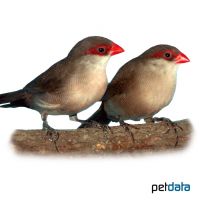 Common Waxbill (Estrilda astrild)