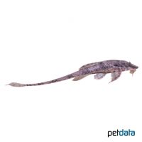 Common Whiptail Catfish (Rineloricaria parva)