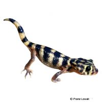 Common Wonder Gecko (Teratoscincus scincus)