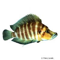 Compressicep Cichlid (Altolamprologus compressiceps)