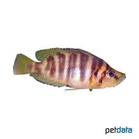 Compressicep Cichlid Chaitika (Altolamprologus compressiceps 'Chaitika')