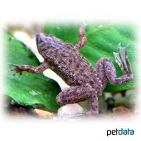 Congo Dwarf Clawed Frog (Hymenochirus boettgeri)