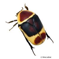 Congo Flower Beetle (Pachnoda marginata)