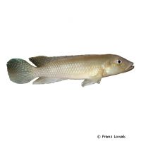 Congo Lamprologus (Lamprologus congoensis)