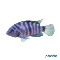 Convict Cichlid (Amatitlania nigrofasciata)