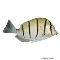 Convict Surgeonfish (Acanthurus triostegus)