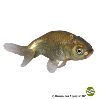 Copper Ranchu Fancy Goldfish (Carassius auratus auratus)
