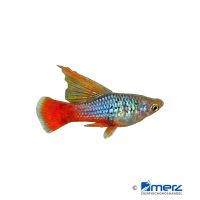 Coral Blue Hi Fin Variable Platy (Xiphophorus variatus var.)