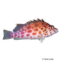 Coral Hawkfish (Cirrhitichthys oxycephalus)