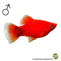 Coral Red Mickey Mouse Platy (Xiphophorus maculatus var.)